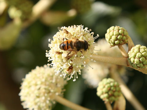 Eristalis tenax