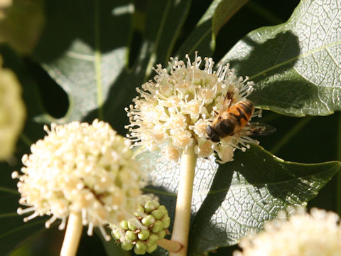 Eristalis tenax