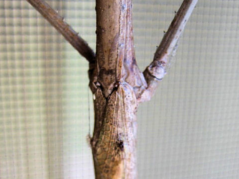 Phasmatodea sp.