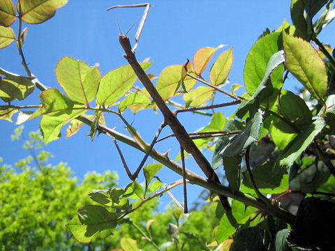 Phasmatodea sp.