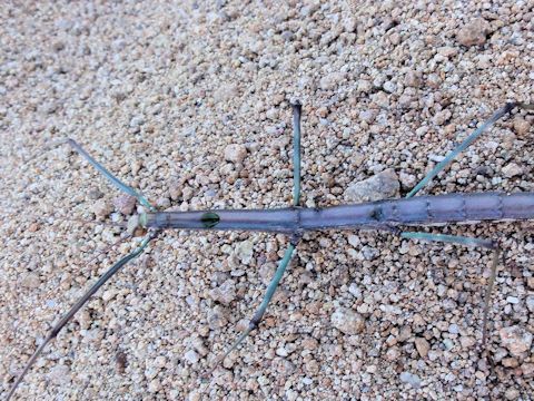 Phasmatodea sp.