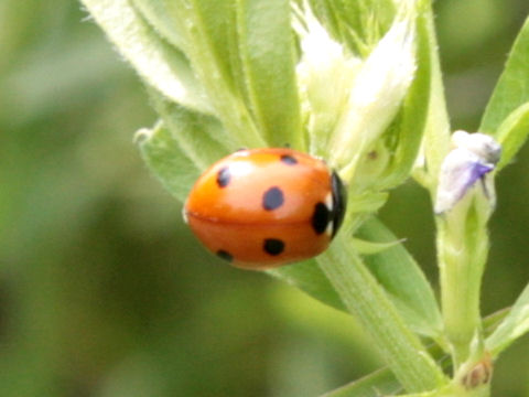 Coccinella septempunctata