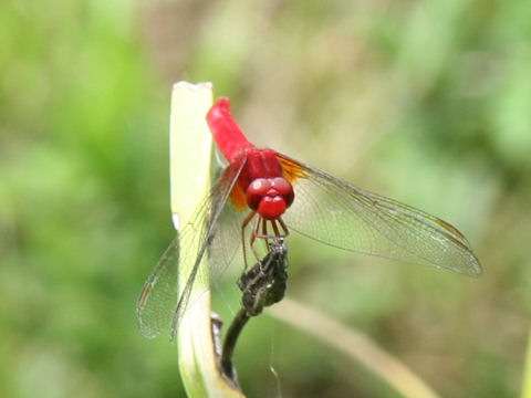 Sympetrum darwinianum