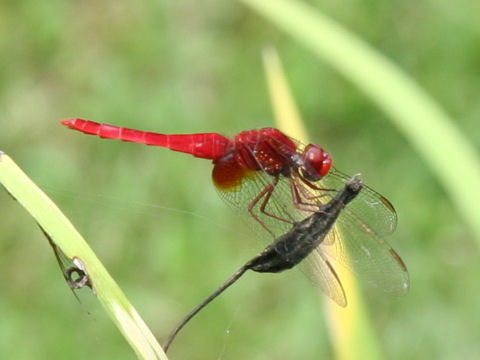 Sympetrum darwinianum