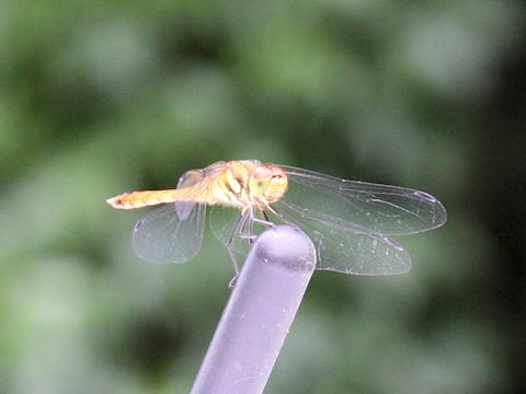 Sympetrum darwinianum