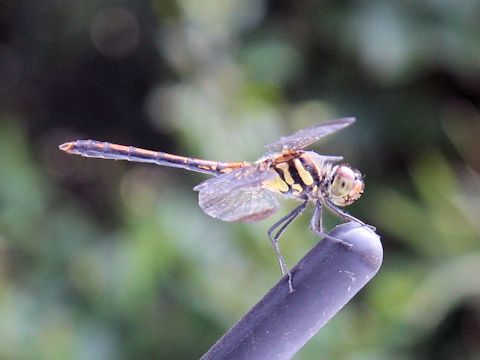 Sympetrum darwinianum