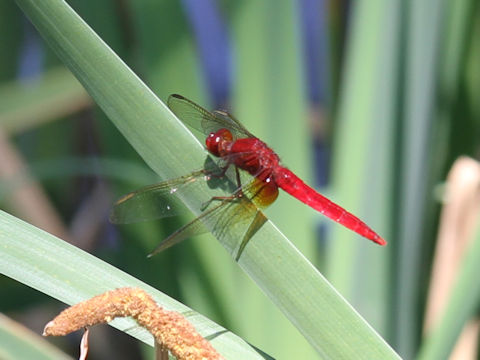 Sympetrum darwinianum