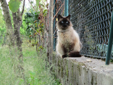 Felis silvestris ssp. catus