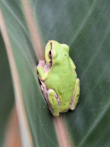 Hyla japonica