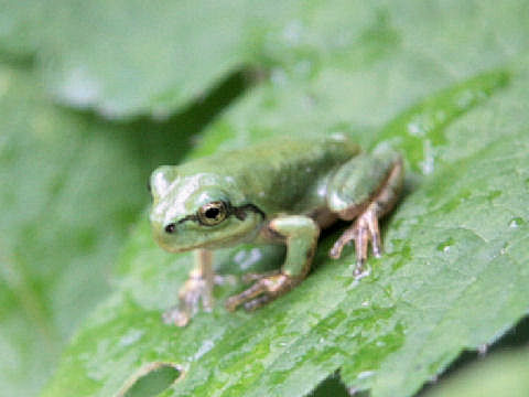 Hyla japonica