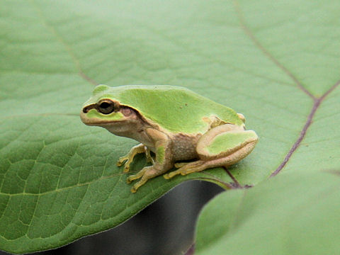 Hyla japonica