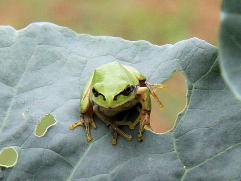 Hyla japonica