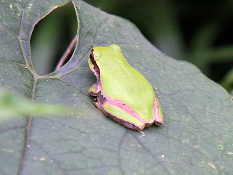 Hyla japonica