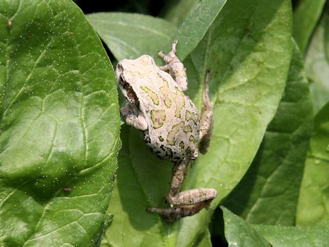 Hyla japonica