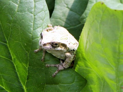 Hyla japonica