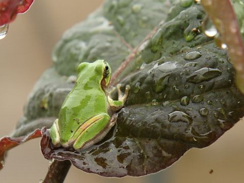 Hyla japonica