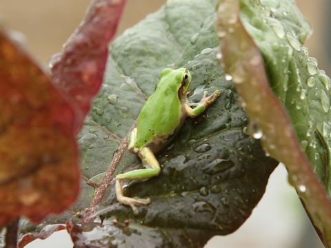 Hyla japonica