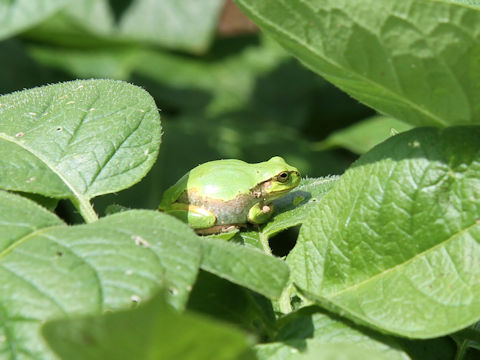 Hyla japonica