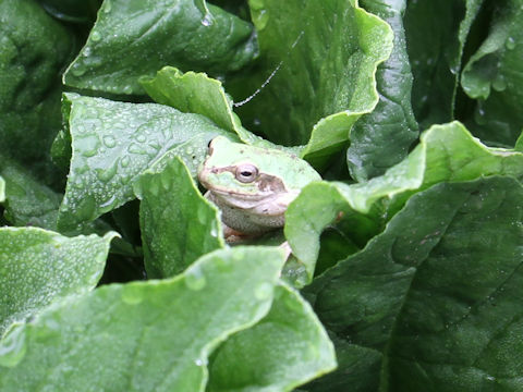 Hyla japonica