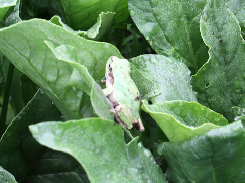 Hyla japonica