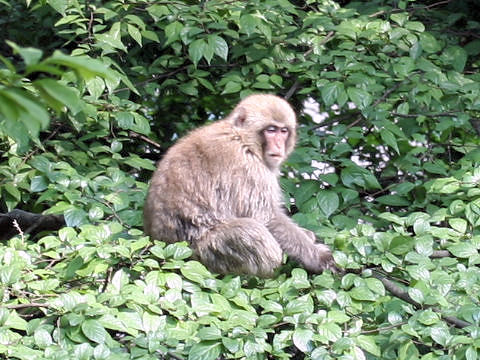 Macaca fuscata