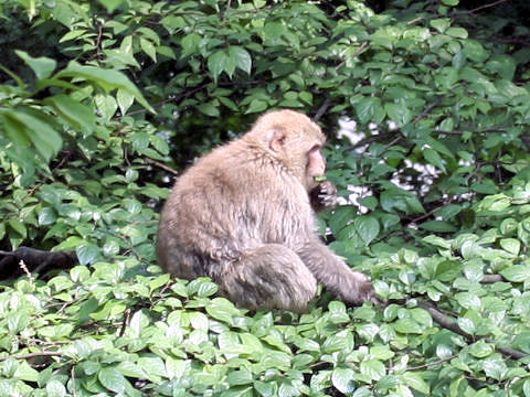 Macaca fuscata