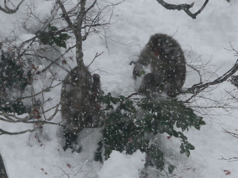 Macaca fuscata