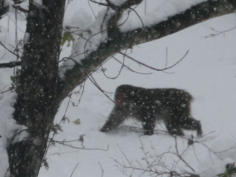 Macaca fuscata