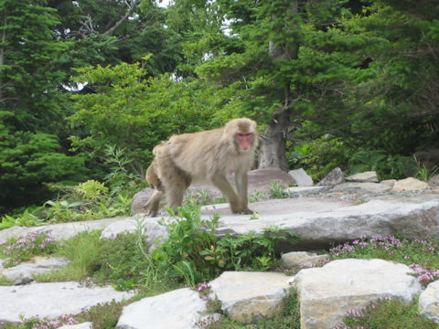 Macaca fuscata