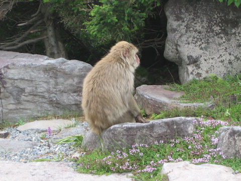 Macaca fuscata