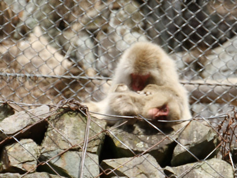 Macaca fuscata