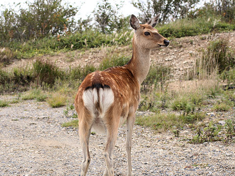 Cervus nippon