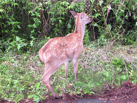 Cervus nippon