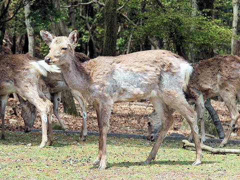 Cervus nippon