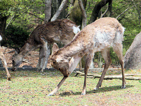 Cervus nippon