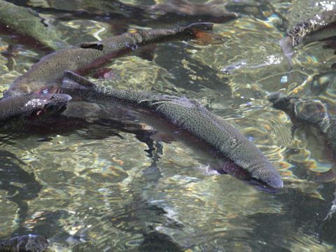 Oncorhynchus mykiss