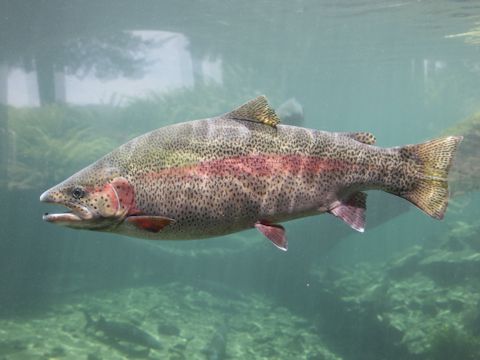 Oncorhynchus mykiss