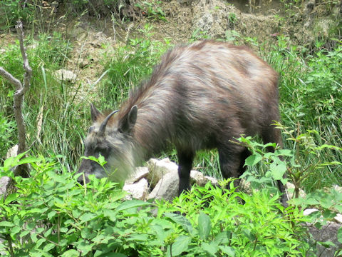 Capricornis crispus