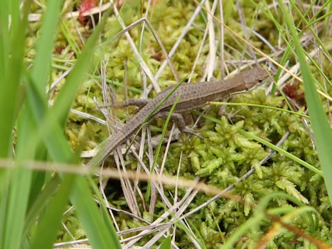 Takydromus tachydromoides