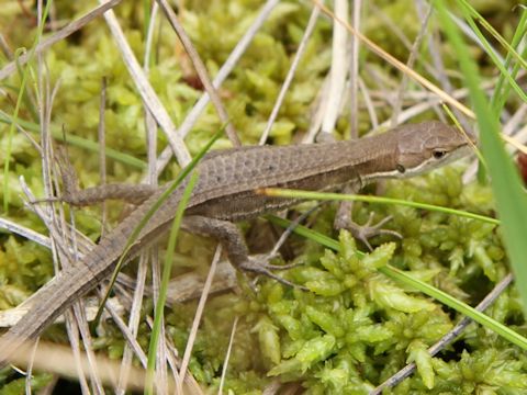 Takydromus tachydromoides