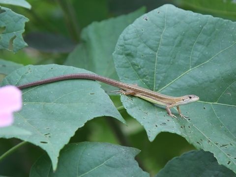 Takydromus tachydromoides