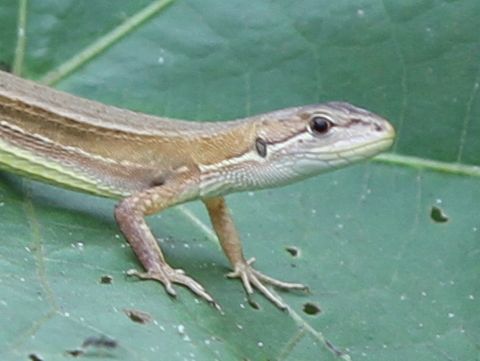 Takydromus tachydromoides