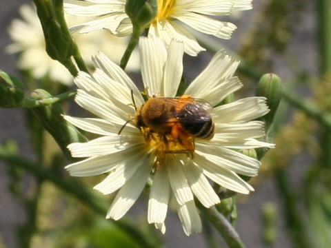 Apis cerana