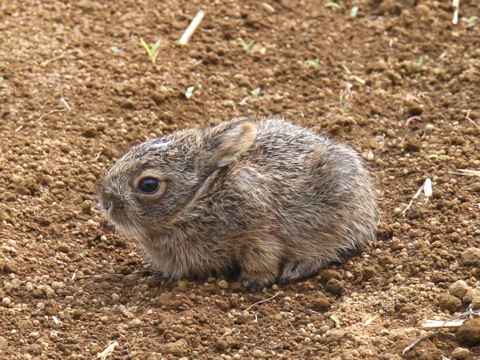 Lepus brachyurus