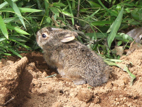 Lepus brachyurus