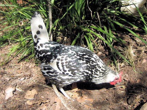 Gallus gallus domesticus