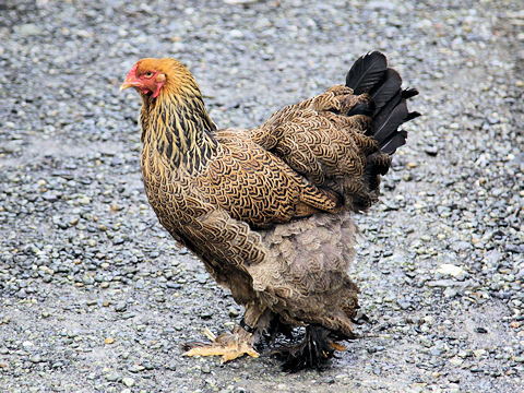 Gallus gallus domesticus