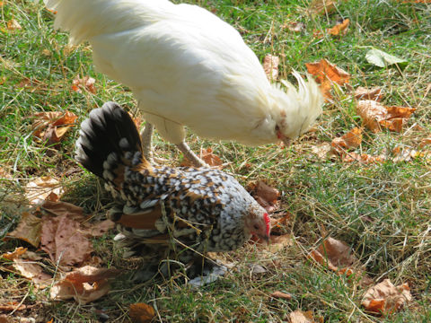 Gallus gallus domesticus