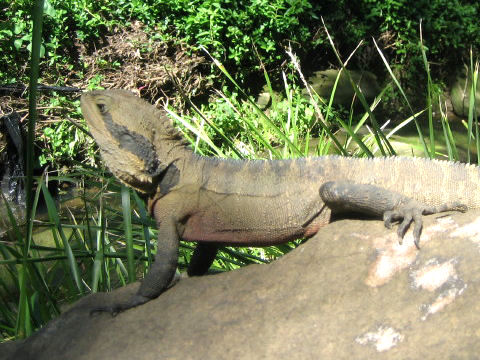 Physignathus lesueurii