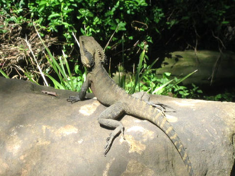 Physignathus lesueurii